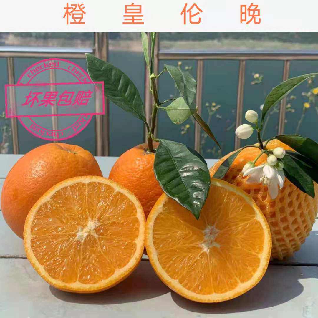 湖北秭归 春橙伦晚  脐橙现摘现发孕妇水果橙子包邮 - 实物图