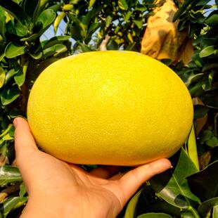 正宗玉环文旦柚子20斤整箱大果新鲜水果现摘现发浙江楚门蜜柚白心