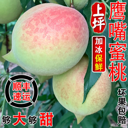 正宗连平鹰嘴蜜桃特大果