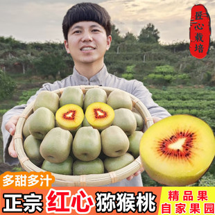 四川都江堰红心猕猴桃大果当季现摘新鲜孕妇水果奇异果都江堰礼盒