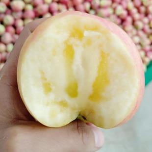 丝路刀客甘肃冰糖心红富士靖远三滩苹果高山精选山地不打蜡无药