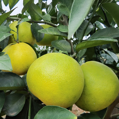 特级果井冈鸡尾青柚400g500g600g新鲜水果果园直发香香推荐