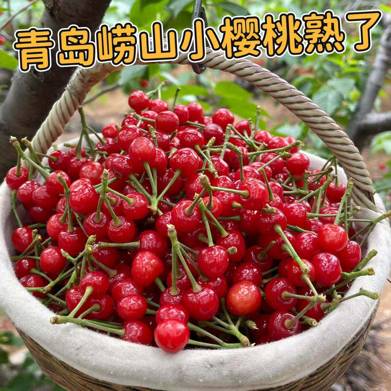 顺丰青岛崂山小樱桃纯甜老品种本土樱桃非黄水晶孕妇当季新鲜水果