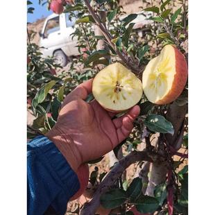 甘肃靖远三滩冰糖心红富士脆甜丑苹果高原山地自然生长成熟不打蜡