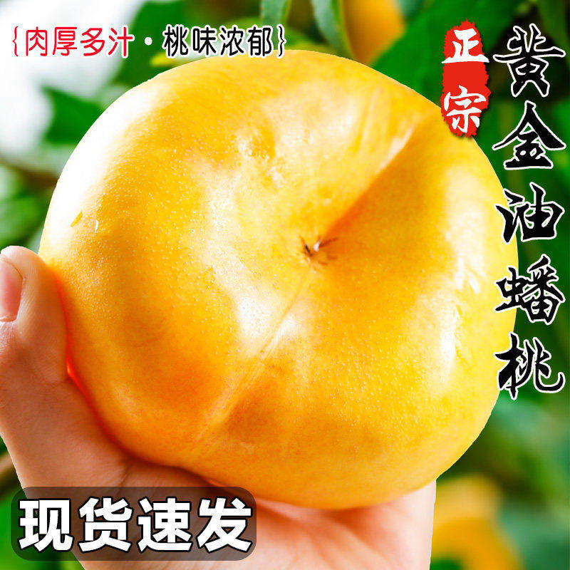 黄金蟠桃桃子新鲜水果应当季高山黄水蜜毛桃扁桃整箱河北钮扣包邮