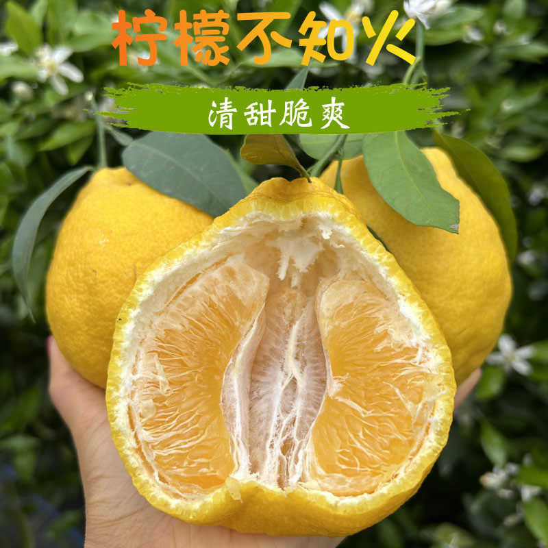 四川眉山丹棱柠檬不知火丑橘黄金丑橘脆甜新鲜水果产地直发5/9斤