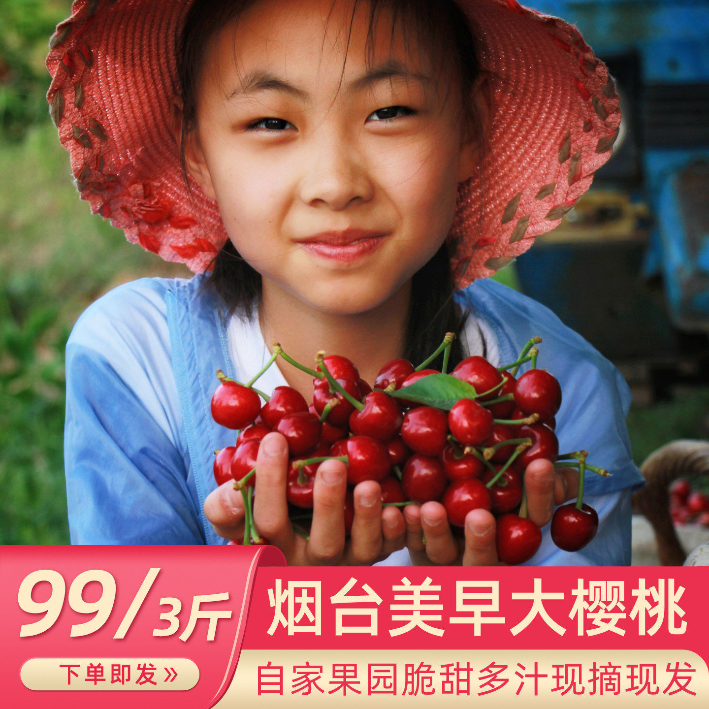 正宗山东烟台大樱桃美早