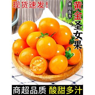 新鲜黄金圣女果5斤现摘自然熟樱桃千禧小番茄黄皮西红柿水果整箱