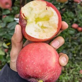高山丑苹果冰糖心特级云南拉市海丽江泸沽湖宁蒗新鲜现摘高档礼盒