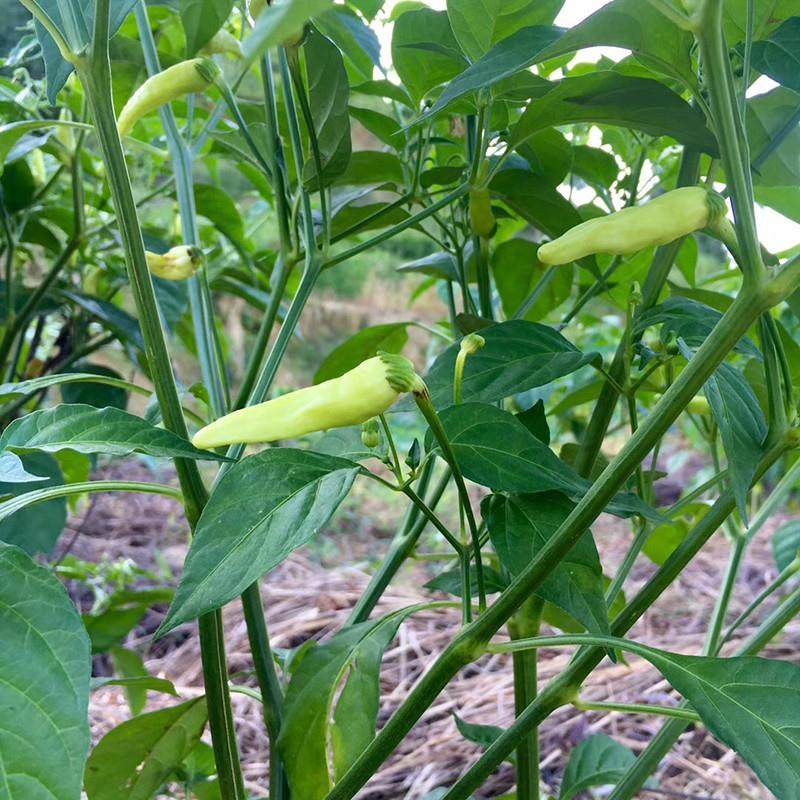 朝天椒新鲜小米辣特辣小米椒赣州野山椒赣南本地黄红色指天椒