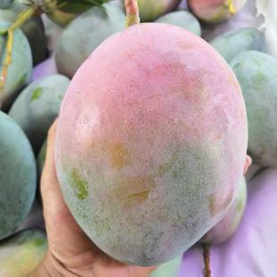 四川攀枝花凯特大芒果一级新鲜水果当季整箱青皮大脸芒果礼盒10斤