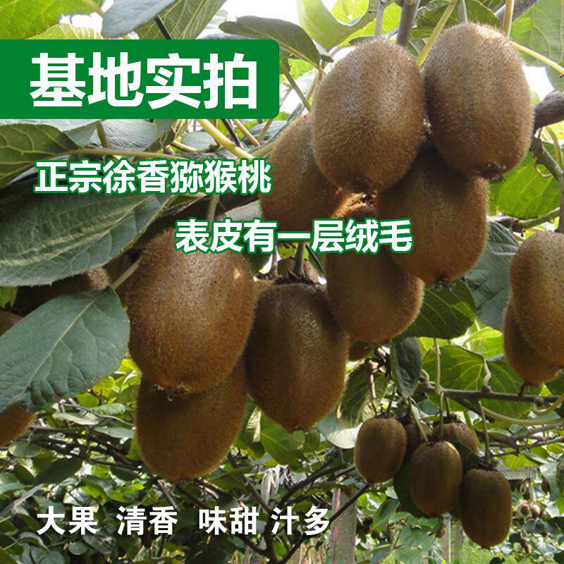 江山徐香猕猴桃水果新鲜当季整箱10斤正宗大弥猴桃绿心奇异果浙江