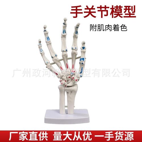 厂家带关节手关节脚肌肉着色模型人体脚关节踝关S节足骨手仿真模