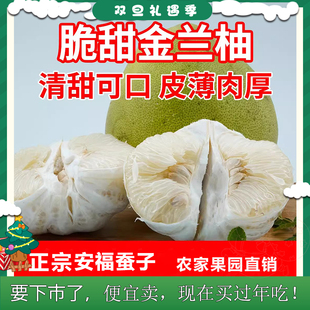 正宗安福金兰柚蚕子脆甜多汁水分足不酸江西井冈蜜柚农家时令水果