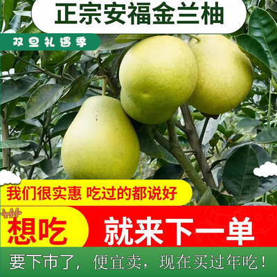 江西特产正宗安福金兰柚蚕子吉安井冈蜜柚上市啦！脆甜多汁有回甘