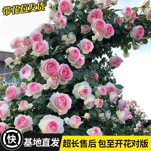 蔷薇花苗藤本月季大花浓香多季开花庭院爬藤植物阳台花卉耐寒好养