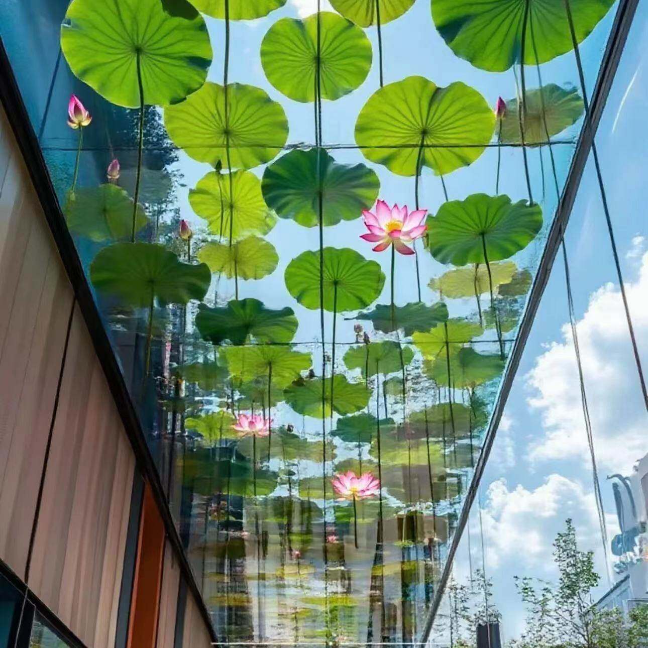 浙江户外荷叶花海空中天图片
