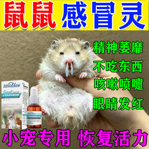 仓鼠专用感冒金丝熊打喷嚏