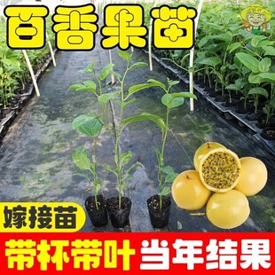 百香果树果苗正宗黄金百香果苗纯甜黄金果紫香苗四季庭院爬藤阳台