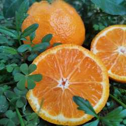 四川汉源特产黄果柑十斤新鲜当季水果现摘现发水分足无渣无籽包邮