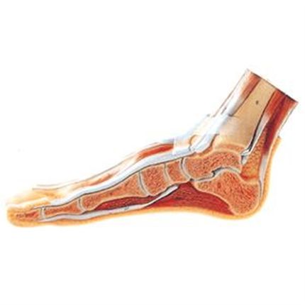 足正中矢b状切面模型GD/A11312