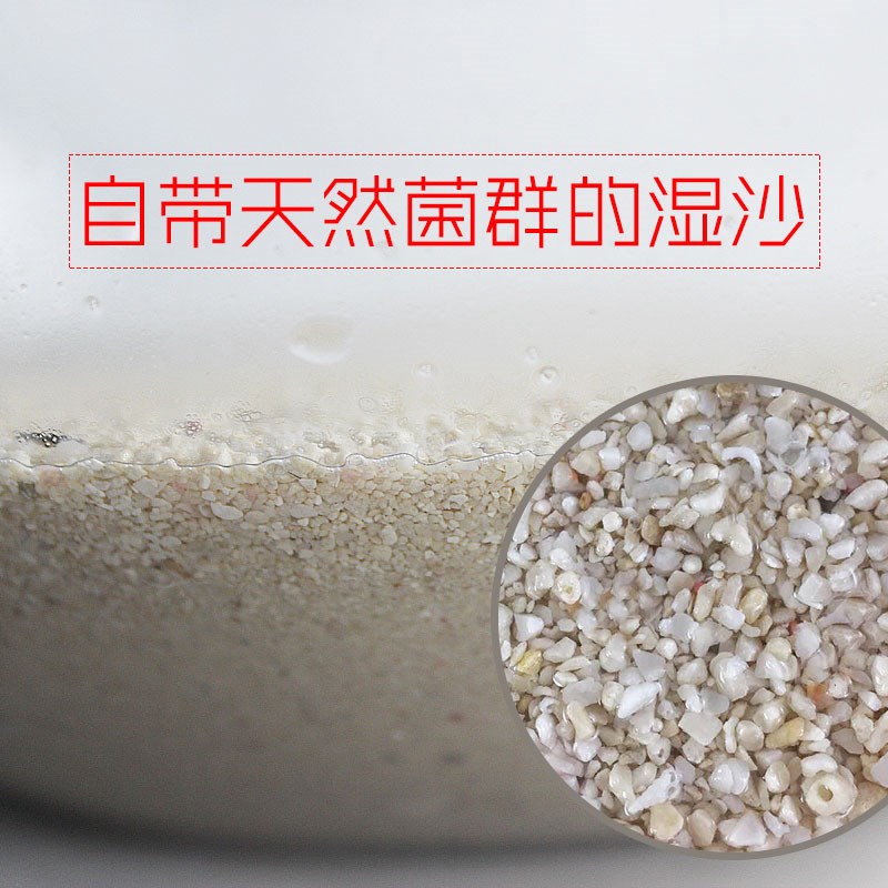 两只小鱼活沙天然海水活砂鱼缸底沙免洗法红沙.子底砂海沙
