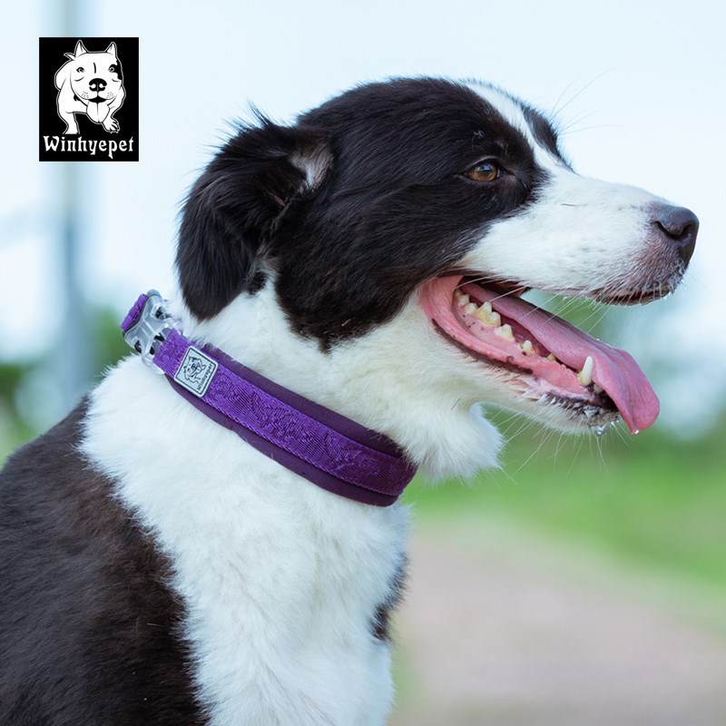 热销Truelove Pet Dog Collar Nylon Training RunRning Pet Desi