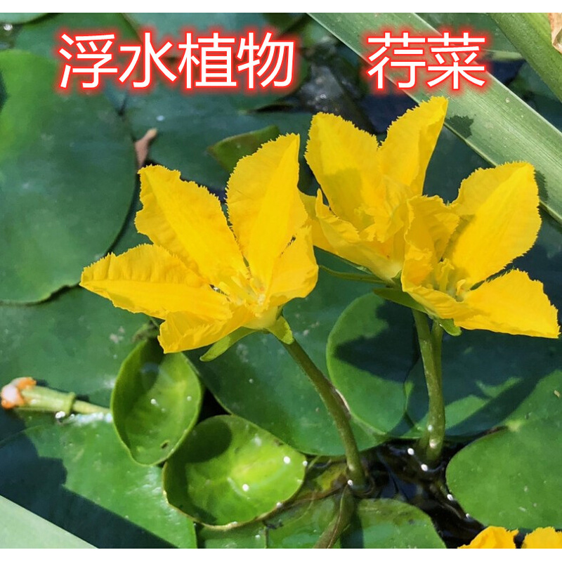 水生植物浅水植物浮水植物荇菜莕菜莲叶莕菜驴蹄莱水荷叶美化水面 鲜花速递/花卉仿真/绿植园艺 绿植 原图主图