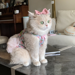 宠物猫咪连衣裙狗狗蓬蓬裙公主可爱服饰金渐层比熊约克夏背心裙子