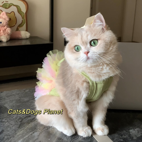 猫咪衣服宠物狗狗公主裙子小猫春夏背心连衣裙小碎花吊带裙金渐层