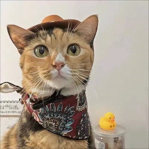 西部小牛仔猫咪帽子网红同款蓝猫帅气头饰布偶金渐层饰品头套变装