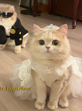 猫狗公主裙婚礼宠物装扮