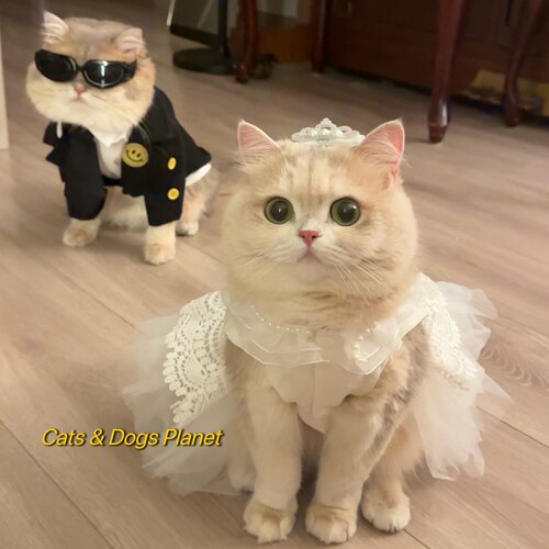 猫狗公主裙婚礼宠物装扮