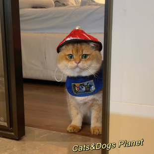 猫咪狗狗清朝官员COS便装围兜口水巾配饰搞笑小型犬猫装饰金渐层