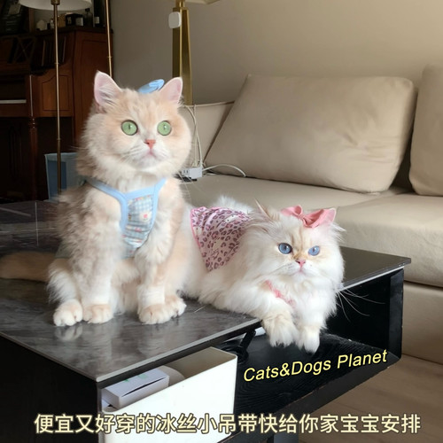 猫咪狗狗小背心清凉夏季吊带透气卡通服饰防掉毛金渐层比熊约克夏