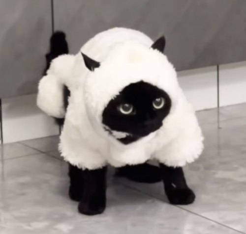 猫咪小羊肖恩套装德文无毛猫变身