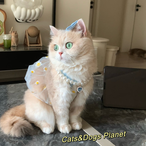 夏季泡泡裙网纱猫咪狗狗可爱透气