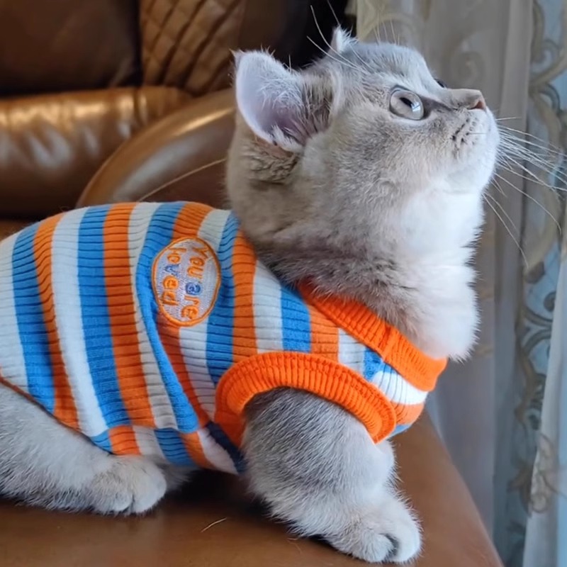 猫咪衣服金渐层布偶春秋薄款防掉毛宠物多巴胺夏季小狗狗背心可爱