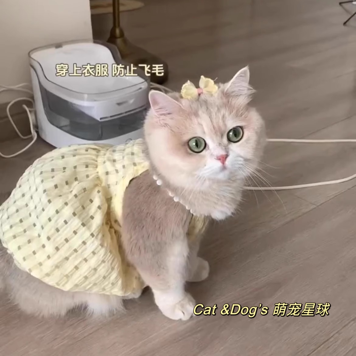 猫咪衣服小猫裙子春夏防掉毛宠物连衣裙金渐层德文布偶薄款可爱狗 宠物/宠物食品及用品 猫宠物服装/雨衣（新） 原图主图