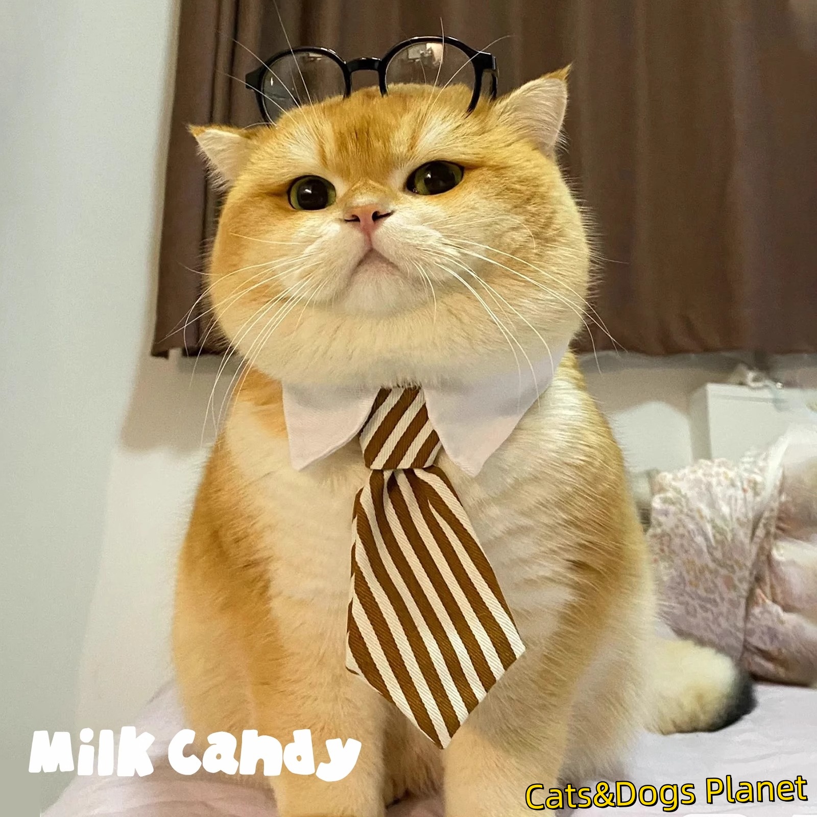 猫咪狗狗领带宠物领结绅士条纹领带围脖拍照配饰金渐层小型犬泰迪