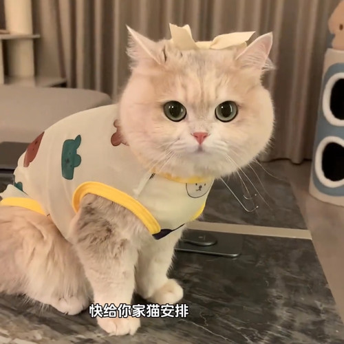 24新款猫咪防掉毛宠物狗网纱背心