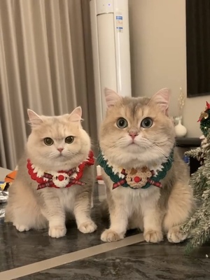 猫咪围脖圣诞新年围兜领结口水巾