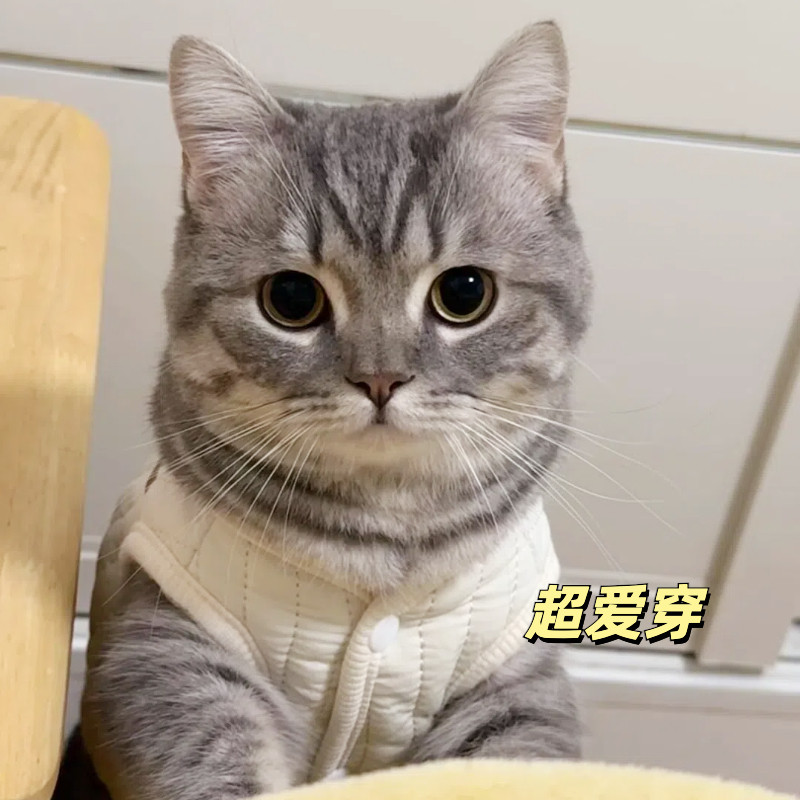 猫咪衣服秋冬保暖棉服小狗狗背心马甲宠物虎斑公猫帅气金渐层比熊图片