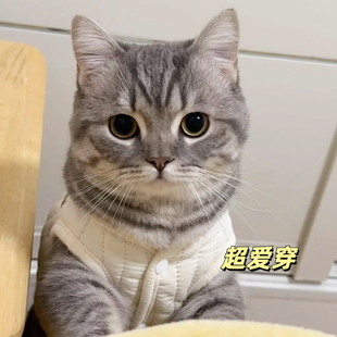 猫咪衣服秋冬保暖棉服小狗狗背心马甲宠物虎斑公猫帅气金渐层比熊