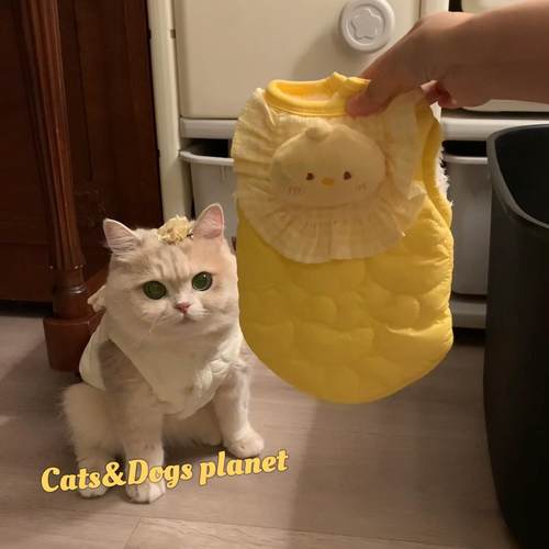 比熊泰迪小奶猫加厚背心薄荷同款