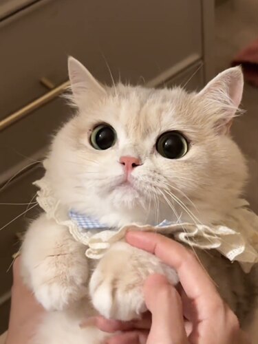 网红围脖猫咪狗围兜领结可爱项圈