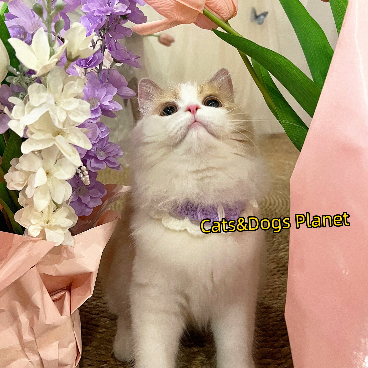 宠物猫咪狗狗可爱项圈手工钩织围脖中小型犬布偶猫颈圈口拍照装饰
