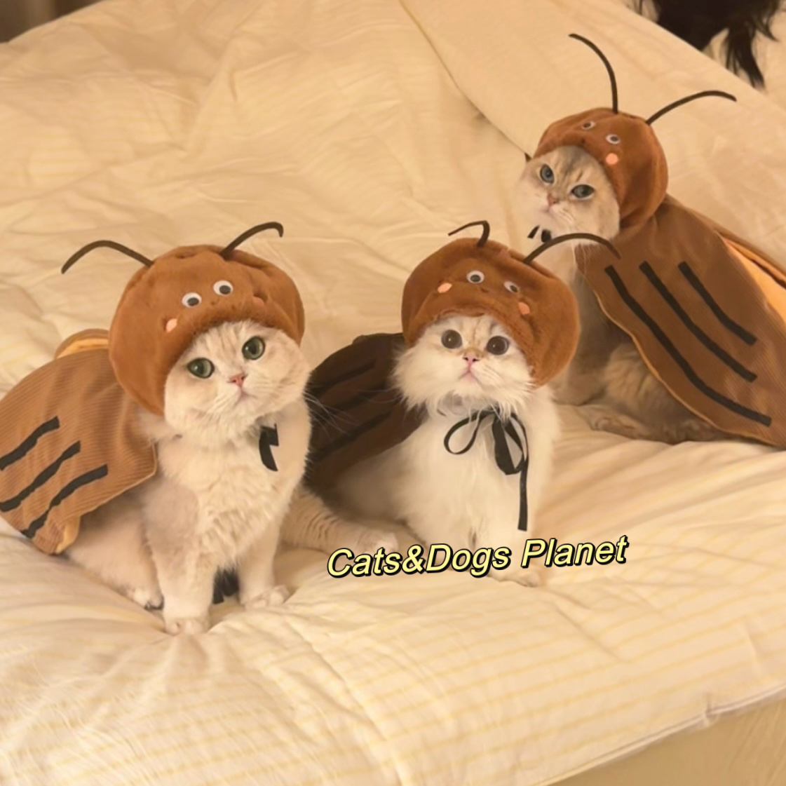 宠物猫咪蟑螂衣服变装COS服纯情蟑螂的诱惑可调节穿戴玩偶服犬猫