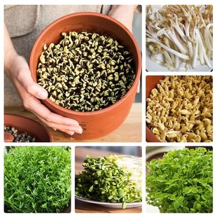 田园梦生豆芽机家用全自动紫砂豆芽罐豆芽发芽R神器豆芽菜机陶瓷