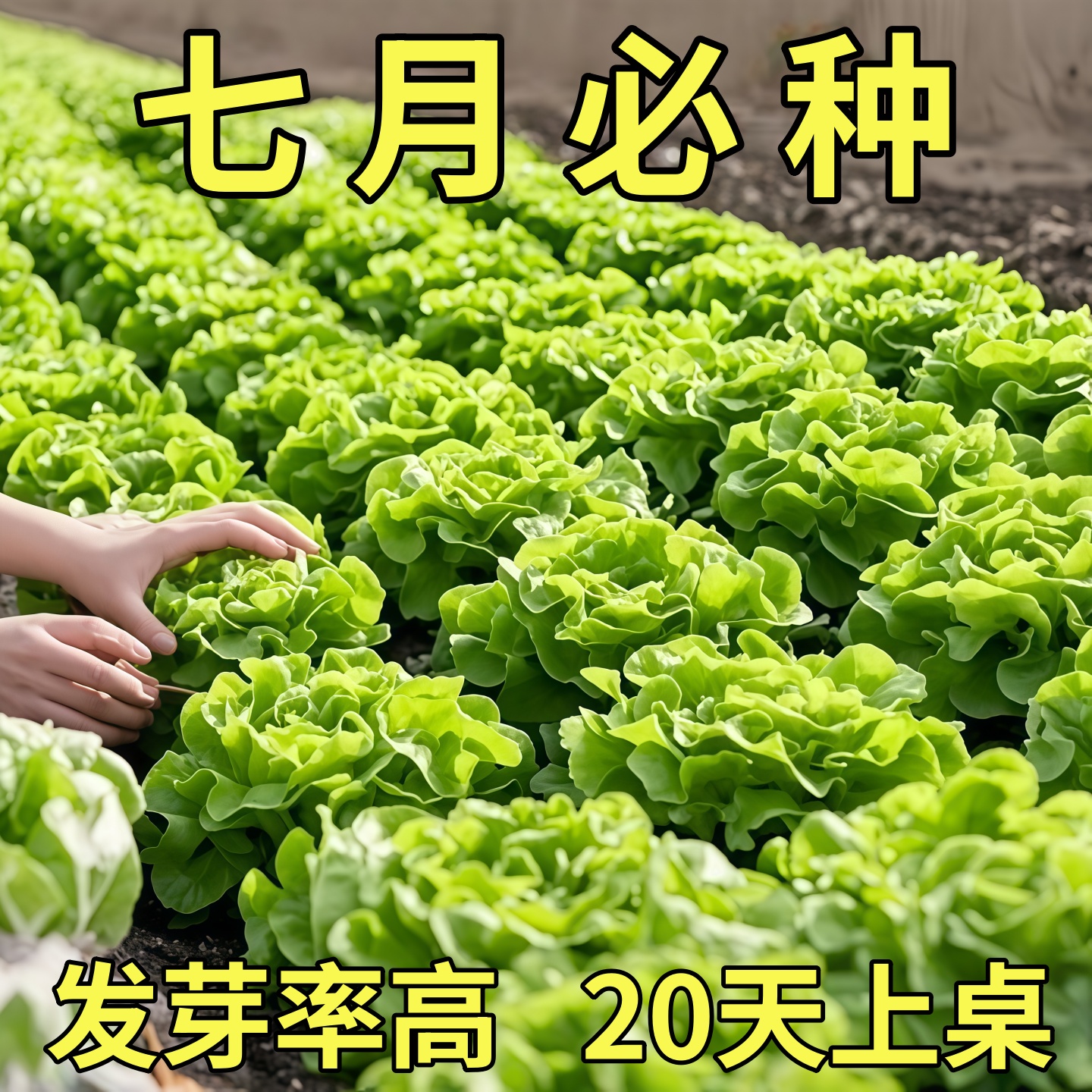 奶油生菜新鲜蔬菜叶菜类生菜生吃凉拌甜脆多汁沙拉菜农家自种生菜